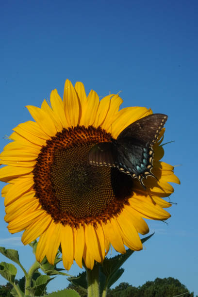 istock A butterfly lands on a sunflower with a blue sky in the background 1176128937