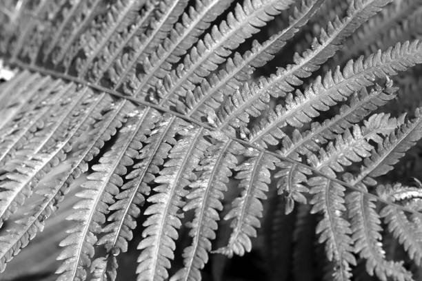 istock Fern leaf black and white background. Macro closeup. 1176129077