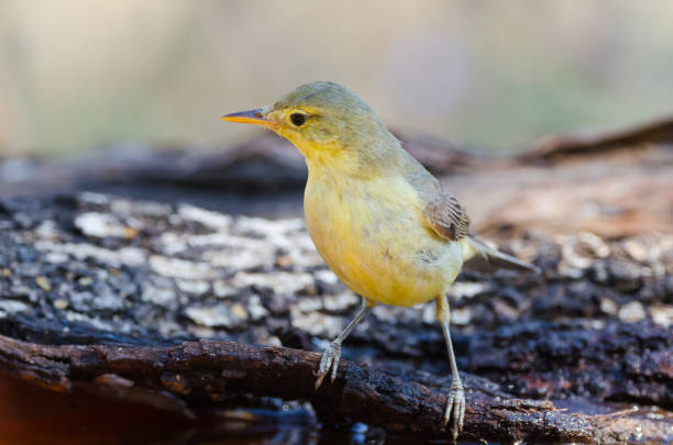 hippolais polyglotta o zarcero agua potable común - melodious warbler fotografías e imágenes de stock