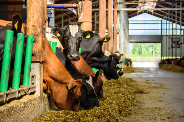 istock Cows feeding in a stable at farm 1176133112
