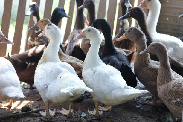 istock The ducks standing in the coasts 1176135497