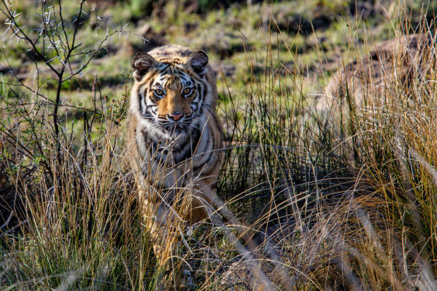 istock Tiger cub in South Africa 1176136561