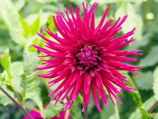 Closeup of a spiky colorful red and purple Cactus Dahlia with double-flowering bloom with long, half rolled petals and green leafs bokeh background.