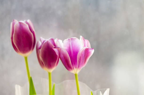 istock flowers of pink tulips on a blurry light background. 1176138541