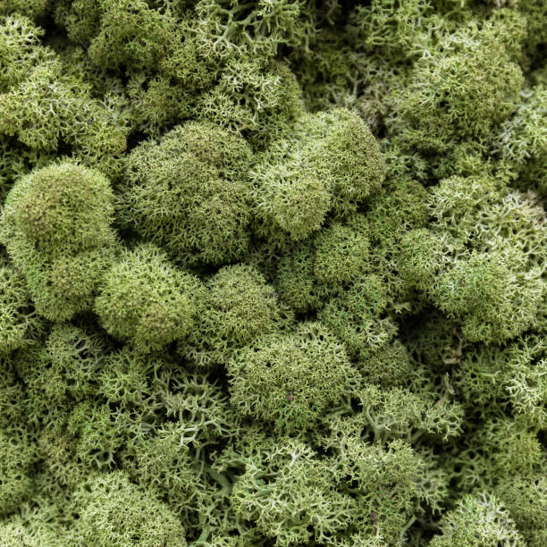 istock The wall is covered with beautiful green moss. 1176144064