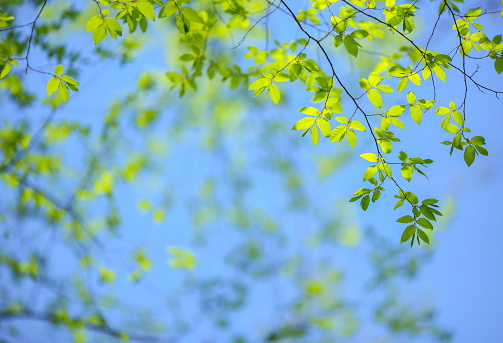 Spring background with fresh green leaves.