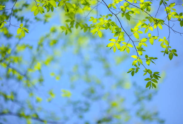 zielone liście wiosny - beech leaf leaf green close up zdjęcia i obrazy z banku zdjęć