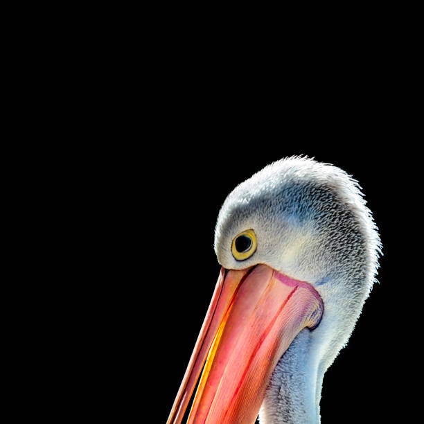 pelicans in the zoo stock photo