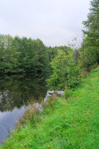 istock Landscape with a pond and trees, vertical photo 1176145470