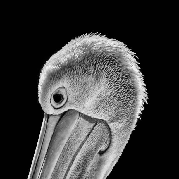 istock Pelican Detail 07 in Black and White 1176145482