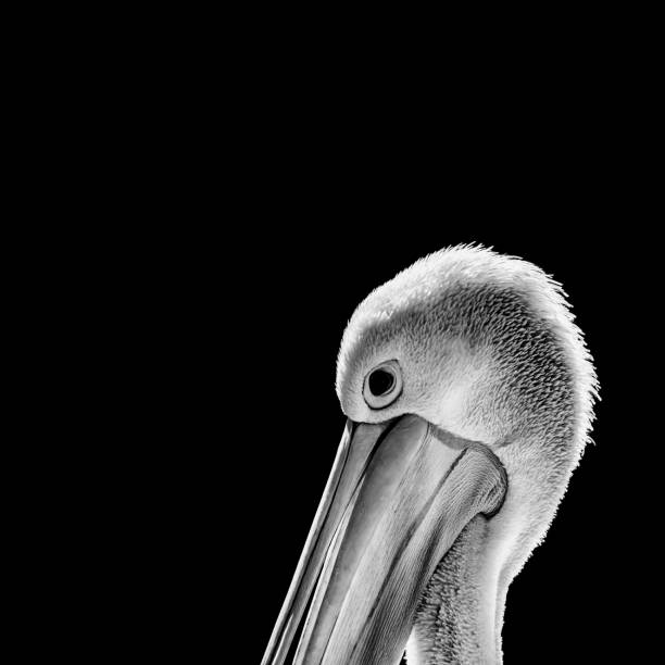 istock Pelican Detail 03 in Black and White 1176145586