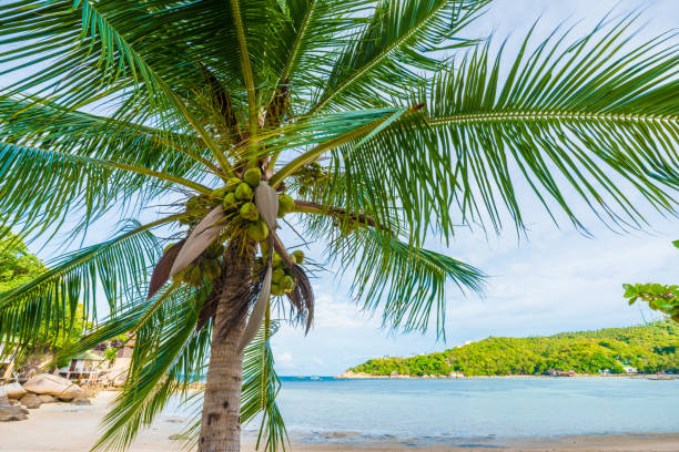 istock Coconut palm tree uprisen view in island nature 1176146302