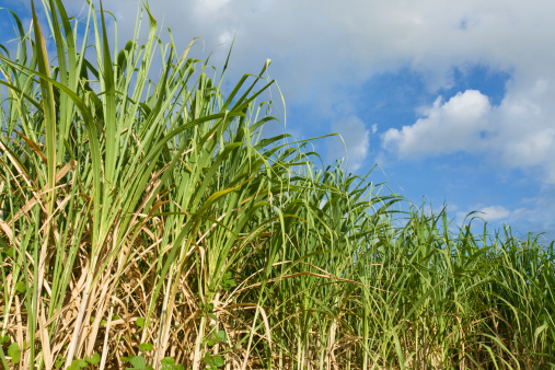 young sugarcane plantation with mountains in the background on sunny day