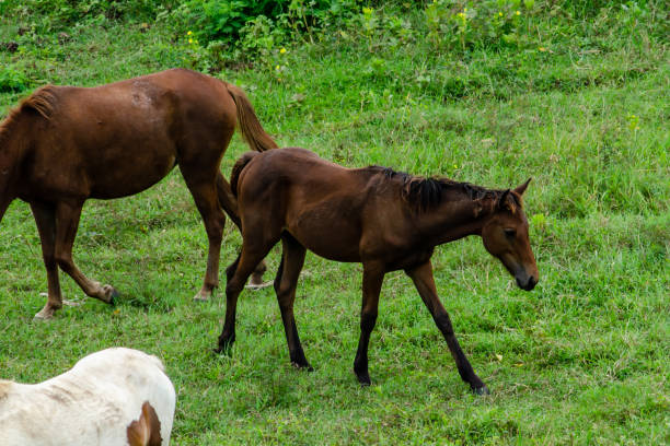 istock The horse is eating grass 1176148553