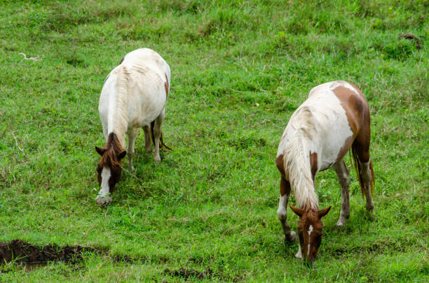 istock The horse is eating grass 1176148555