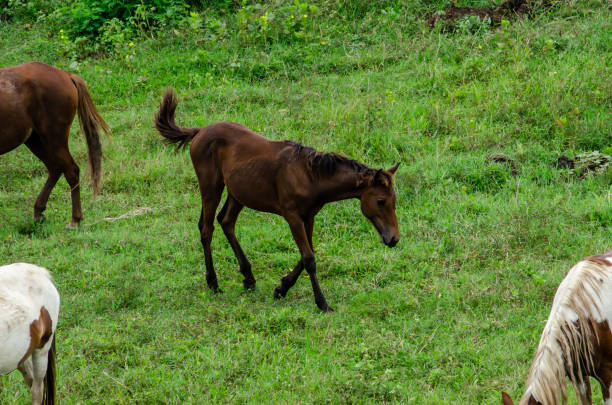 istock The horse is eating grass 1176148561