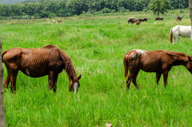istock The horse is eating grass 1176148644
