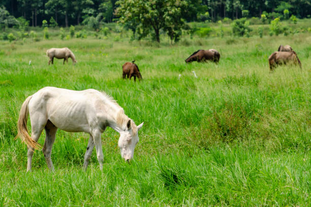 istock The horse is eating grass 1176148729