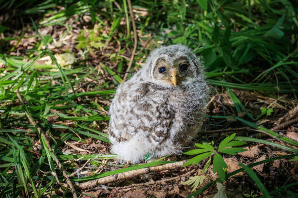 istock The owlet of Ural owl 1176148748