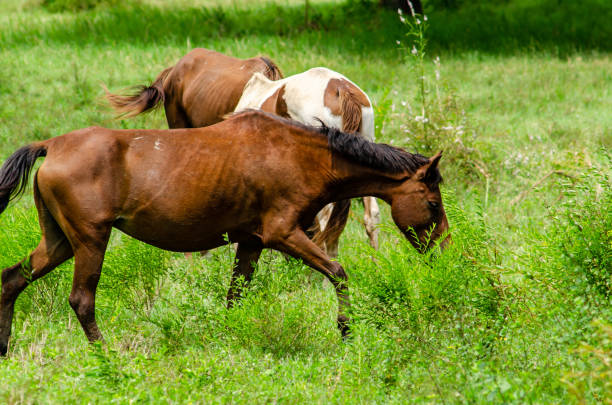 istock The horse is eating grass 1176148758