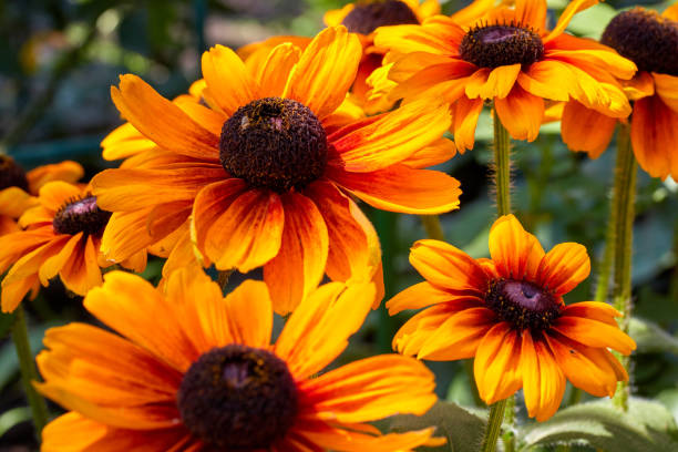 istock summer yellow-orange flowers with a dark core are called rubdekia 1176148908