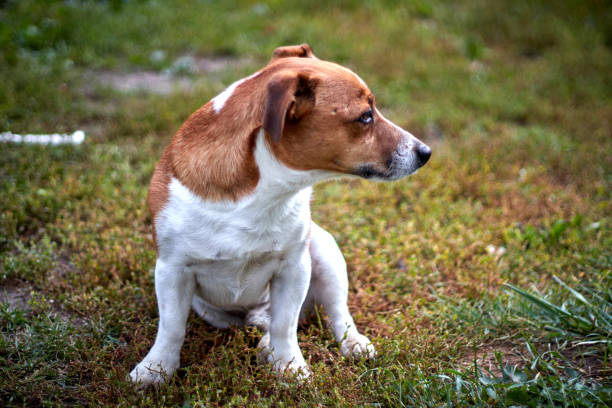 istock cute beautiful dog breed Jack Russell in profile on a walk 1176150137