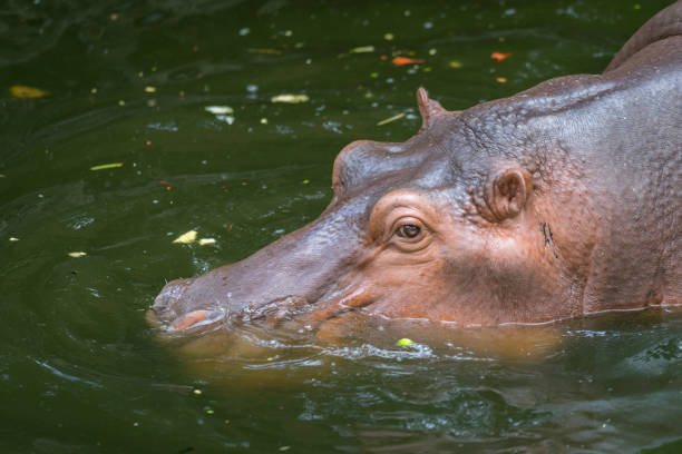 istock Hippopotamus in the lake. 1176150169