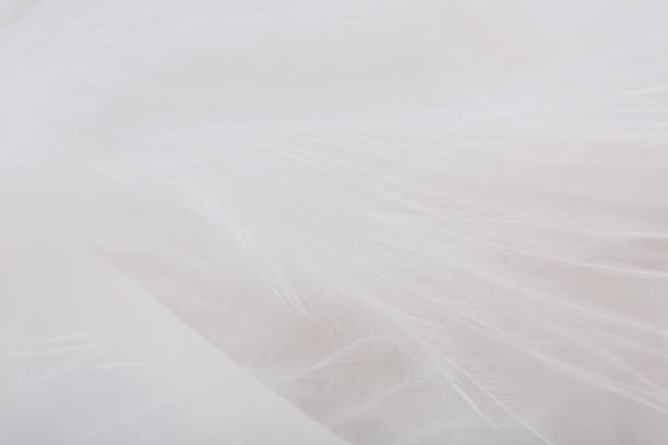 istock Closeup of downy feathers texture background 1176150372