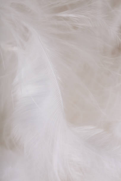 Closeup of downy feathers texture background