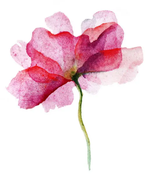 Photo of Watercolor pink flower rose on white background.