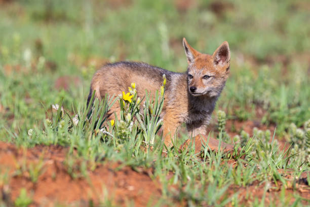 istock Lone Black Backed Jackal pup standing in short green grass explore the world 1176152898