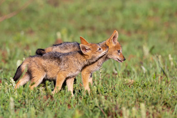 istock Two Black Backed Jackal puppies play in short green grass to develop their skills 1176153002