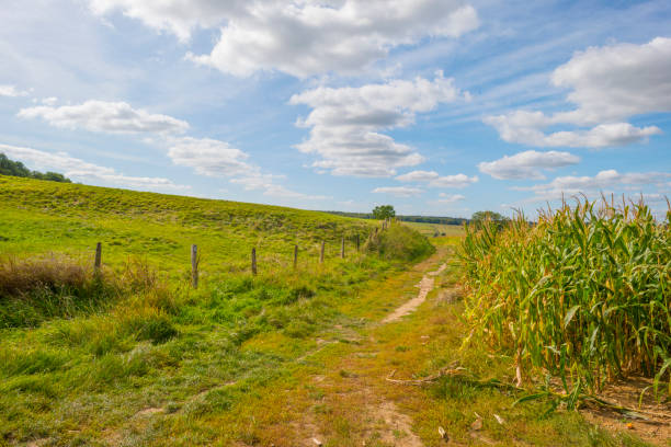 istock Corn growing in a field below a blue sky in sunlight in autumn 1176153829