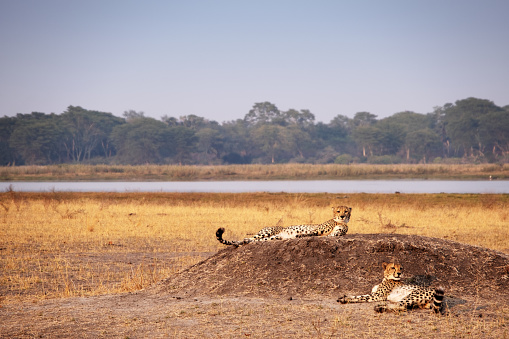 Two beautiful male cheetah's seen during a safari in the early morning. The Shire River in the background.