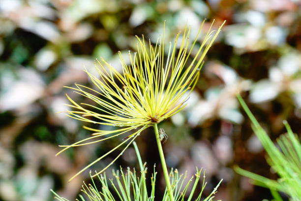 istock Egyptian Papyrus - Cyperus papyrus 1176154279