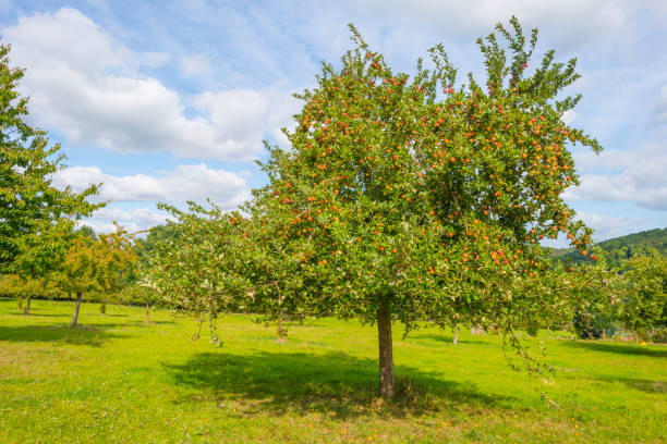 istock Apple trees in an orchard below a blue sky in sunlight in autumn 1176154522