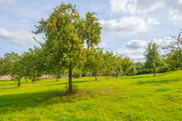 Apple trees in an orchard below a blue sky in sunlight in autumn stock photo