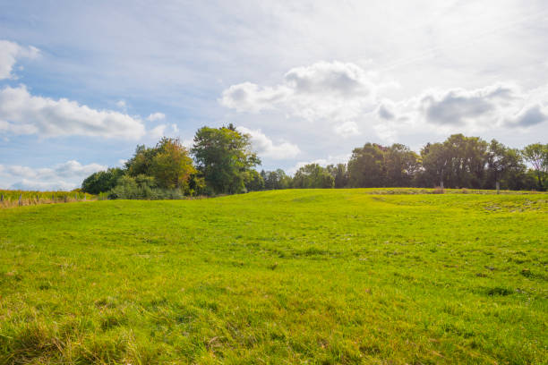 istock Trees in a meadow on a hill below a blue sky in sunlight in autumn 1176155521