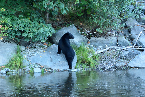 Black Bear on the Rivers Edge Fishing for Salmon During Spawning Season Campbell River  British Columbia Canada