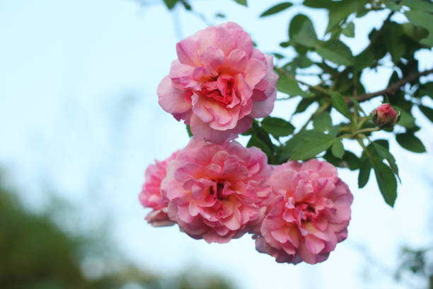istock Beautifull rose flower vintage background. 1176155568