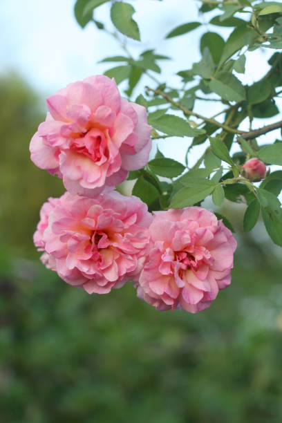 istock Beautifull rose flower vintage background. 1176155584