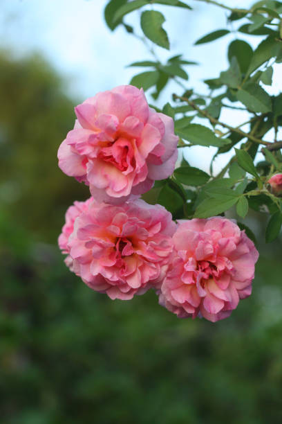 istock Beautifull rose flower vintage background. 1176155587