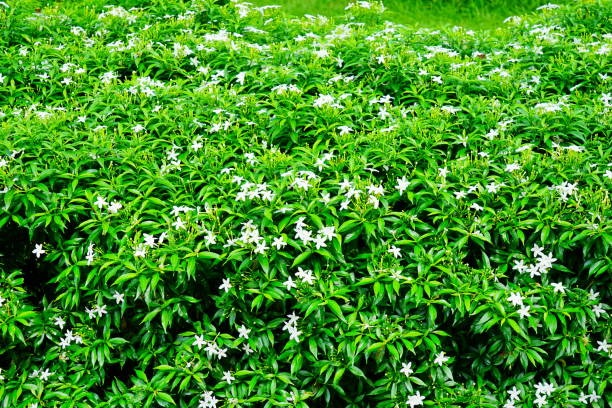 istock Gardenia jasminoides in garden 1176155698