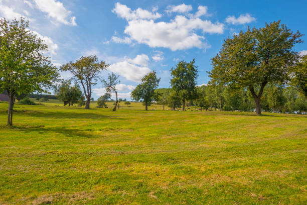 istock Trees in a meadow on a hill below a blue sky in sunlight in autumn 1176155701