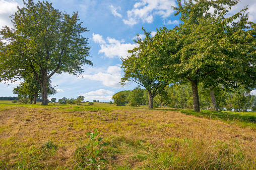 Trees in a meadow on a hill below a blue sky in sunlight in autumn