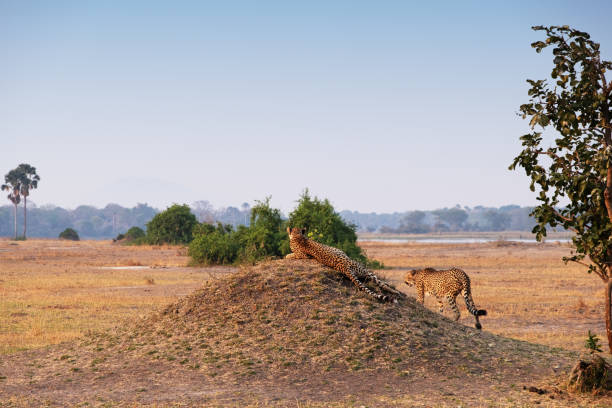 istock Two cheetah's in Liwonde National Park,Malawi 1176156009