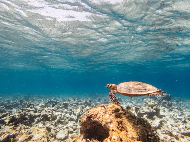 istock Sea turtle swimming in the sea 1176157868