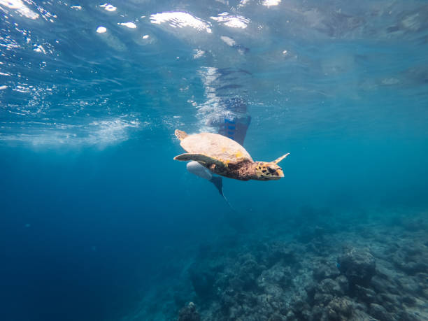 istock Turtle in a paradisiac sea at Maldives 1176158407
