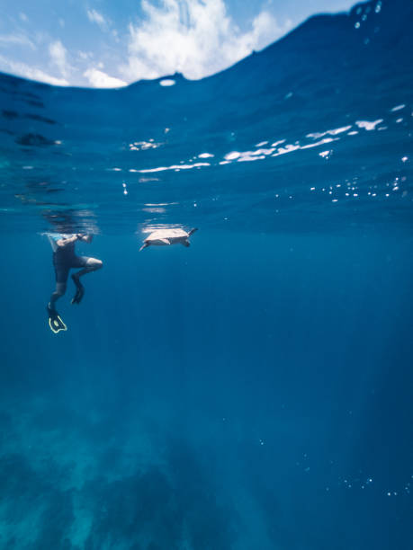 istock Turtle in a paradisiac sea at Maldives 1176158430