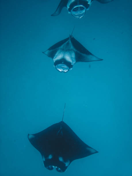 istock Many manta rays swimming together in the ocean 1176158435
